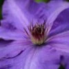 Clematis 'The President' -Garden Plant Store pl0000000921