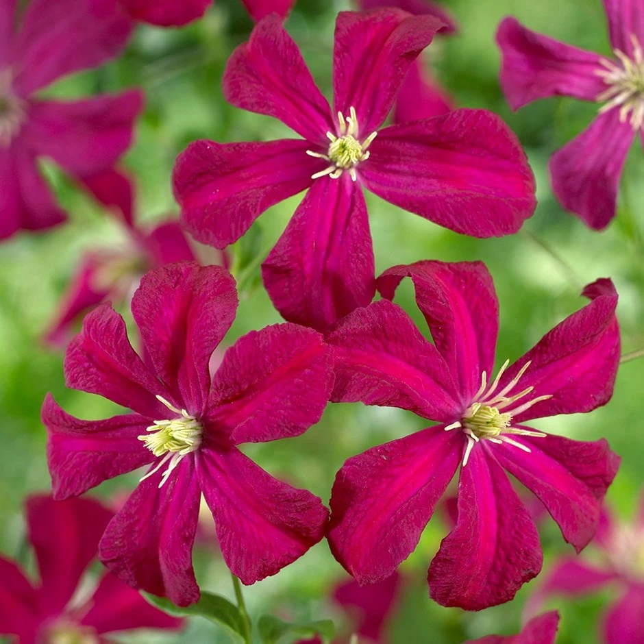 Clematis 'Madame Julia Correvon' Clematis 'Madame Julia Correvon' -Garden Plant Store pl0000000927