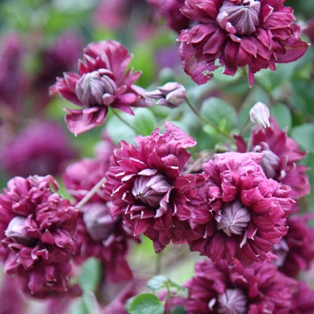 Clematis 'Purpurea Plena Elegans' Clematis 'Purpurea Plena Elegans' -Garden Plant Store pl0000000928 card5 lg