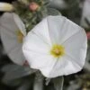 Convolvulus Cneorum