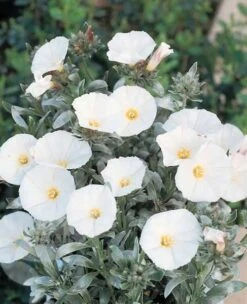 Convolvulus Cneorum -Garden Plant Store pl0000000940 card3 lg