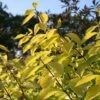 Cornus Alba 'Aurea' -Garden Plant Store pl0000000958