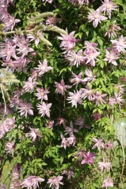 Clematis 'Markham's Pink' -Garden Plant Store pl0000000987 card3 lg