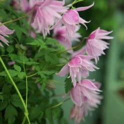 Clematis 'Markham's Pink' -Garden Plant Store pl0000000987 card4 lg