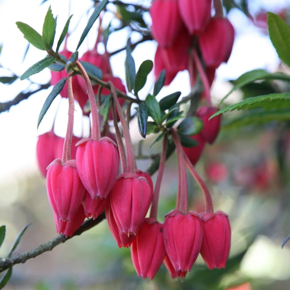 Crinodendron hookerianum Crinodendron Hookerianum -Garden Plant Store pl0000001052