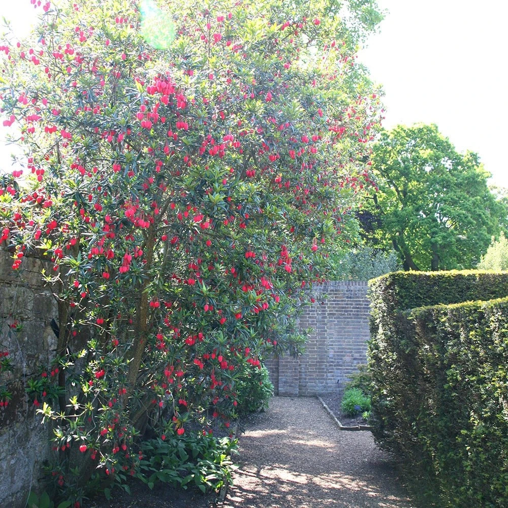 Crinodendron hookerianum Crinodendron Hookerianum -Garden Plant Store pl0000001052 card2 lg