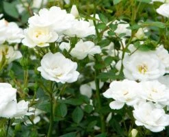 Rosa Kent ('Poulcov') (PBR) (Towne & Country Series) -Garden Plant Store pl0000001131 card3 lg