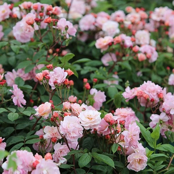 Rosa 'Cornelia' Rosa 'Cornelia' -Garden Plant Store pl0000001138 card2 lg