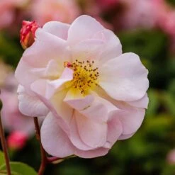 Rosa 'Cornelia' 2 Rosa 'Cornelia' -Garden Plant Store pl0000001138 card4 lg