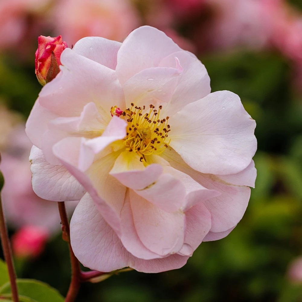 Rosa 'Cornelia' Rosa 'Cornelia' -Garden Plant Store pl0000001138 card4 lg