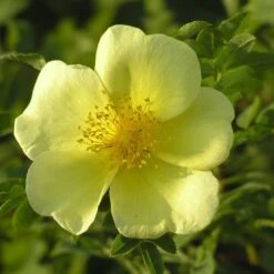Rosa Xanthina 'Canary Bird' -Garden Plant Store pl0000001158 card3 lg