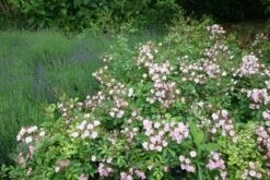 Rosa 'Ballerina' -Garden Plant Store pl0000001159 card3 lg