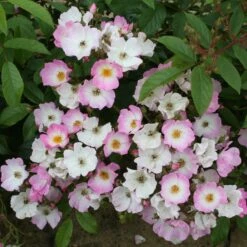 Rosa 'Ballerina' -Garden Plant Store pl0000001159 card4 lg