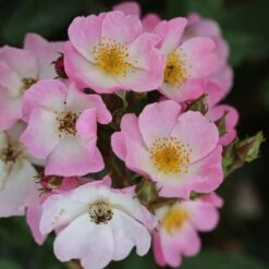 Rosa 'Ballerina' -Garden Plant Store pl0000001159 card5 lg