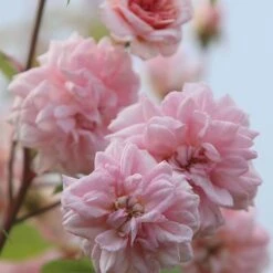 Rosa 'Climbing Cécile Brünner' -Garden Plant Store pl0000001169 card5 lg