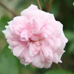 Rosa 'Climbing Cécile Brünner' -Garden Plant Store pl0000001169 card6 lg
