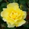 Rosa 'Golden Showers' -Garden Plant Store pl0000001178