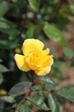 Rosa 'Golden Showers' -Garden Plant Store pl0000001178 card3 lg
