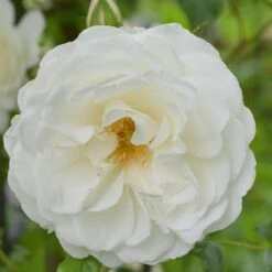Rosa 'Climbing Iceberg' -Garden Plant Store pl0000001181 card3 lg