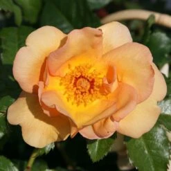 Rosa 'Maigold'