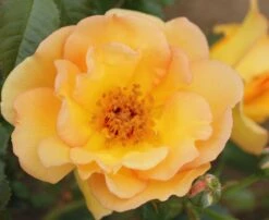 Rosa 'Maigold' -Garden Plant Store pl0000001184 card4 lg