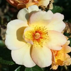 Rosa 'Maigold' -Garden Plant Store pl0000001184 card5 lg
