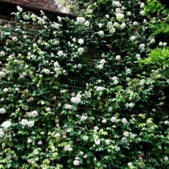 Rosa 'Madame Alfred Carrière' -Garden Plant Store pl0000001186 card5 lg