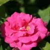 Rosa 'Zéphirine Drouhin' -Garden Plant Store pl0000001197