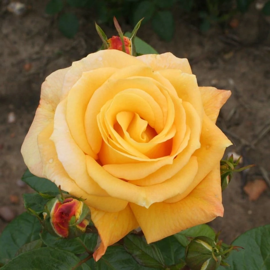 Rosa 'Arthur Bell' Rosa 'Arthur Bell' -Garden Plant Store pl0000001199