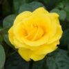 Rosa Golden Wedding ('Arokris') (PBR) -Garden Plant Store pl0000001207