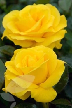 Rosa Golden Wedding ('Arokris') (PBR) -Garden Plant Store pl0000001207 card3 lg