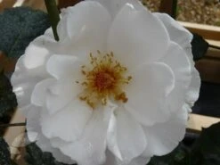 Rosa Margaret Merril ('Harkuly') -Garden Plant Store pl0000001213 card3 lg