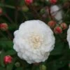 Rosa 'White Pet' 3 Rosa 'White Pet' -Garden Plant Store pl0000001220