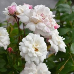 Rosa 'White Pet' -Garden Plant Store pl0000001220 card3 lg
