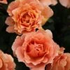 Rosa 'Just Joey' -Garden Plant Store pl0000001234