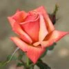 Rosa Remember Me ('Cocdestin') (PBR) -Garden Plant Store pl0000001244
