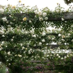 Rosa 'Albéric Barbier' 2 Rosa 'Albéric Barbier' -Garden Plant Store pl0000001272 card3 lg