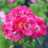 Rosa 'American Pillar' -Garden Plant Store pl0000001274