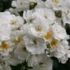 Rosa 'Rambling Rector' -Garden Plant Store pl0000001282