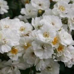 Rosa 'Rambling Rector' -Garden Plant Store pl0000001282 card3 lg