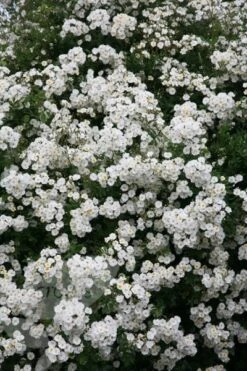 Rosa 'Rambling Rector' -Garden Plant Store pl0000001282 card4 lg