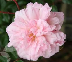 Rosa 'François Juranville' -Garden Plant Store pl0000001285 card3 lg