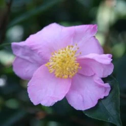 Camellia Sasanqua 'Plantation Pink'