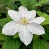 Clematis 'Marie Boisselot' -Garden Plant Store pl0000001389