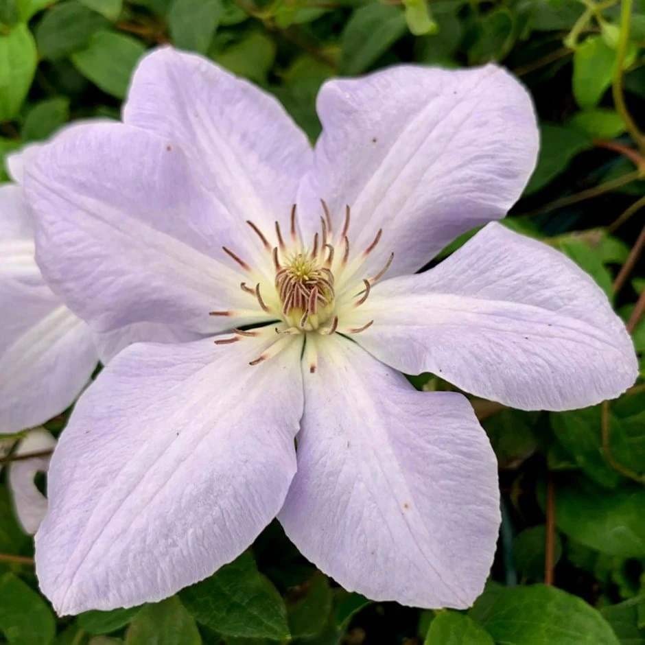 Clematis 'Special Occasion' Clematis 'Special Occasion' -Garden Plant Store pl0000001393