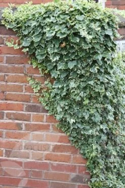 Hedera Helix 'Glacier' -Garden Plant Store pl0000001648 card3 lg