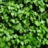 Hedera Hibernica -Garden Plant Store pl0000001651