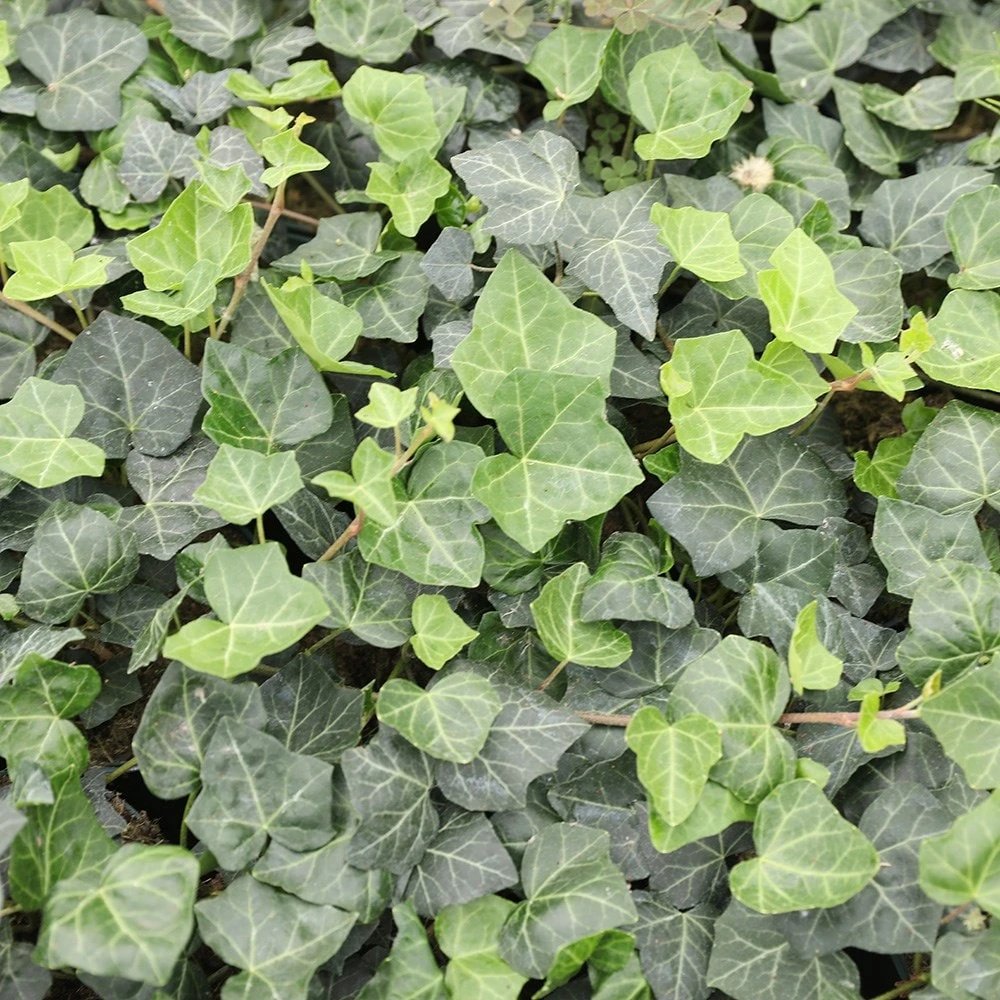 Hedera hibernica Hedera Hibernica -Garden Plant Store pl0000001651 card2 lg