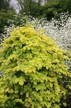 Humulus Lupulus 'Aureus' 2 Humulus Lupulus 'Aureus' -Garden Plant Store pl0000001664 card4 lg