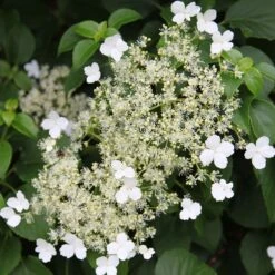 Hydrangea Anomala Subsp. Petiolaris -Garden Plant Store pl0000001665 card3 lg